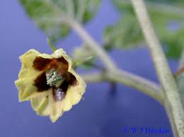 Image result for Physalis lagascae
