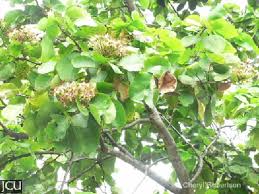 Image result for Intsia