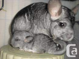 If you are interested in any chinchillas that are on the sale list or have any questions,. Chinchillas Available For Sale In Parksville British Columbia Classifieds Canadianlisted Com