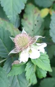 Image result for Rubus rosifolius