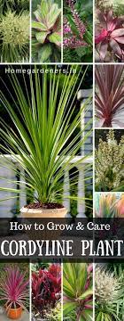 Cordyline Growing And Caring For The Hawaiian Ti Plant Home Gardeners