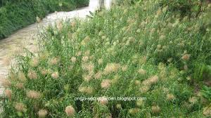 Image result for Phragmites karka