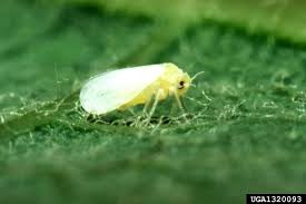 Image result for whitefly in cucumber