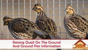 How to keep quail out of your garden. Raising Quail On The Ground And Ground Pen Information The Happy Chicken Coop