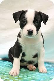 Pin On Pit Collie Mix