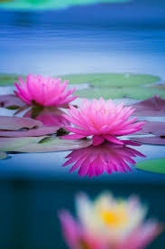 Pin De Kritta En Fiori Fotografia De Flores Flores De Agua Lirio De Agua