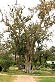 Image result for Ficus sycomorus