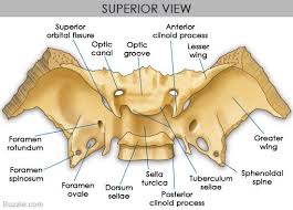 Skull Bones Skull Anatomy Anatomy Bones Human Anatomy And Physiology