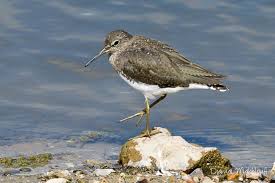 Image result for Trachypogon chevalieri