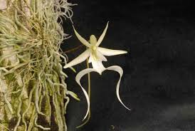 Image result for Kylicanthe