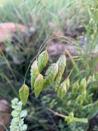 Image result for Bromus leptoclados