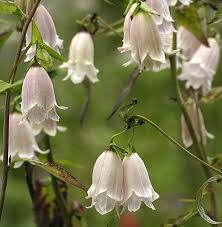Campanula Punctata Alina S Double A Particular Favorite With Pale Creamy Pink Double Hose In Hose Flowers Good Spreader In Sun Or Country Cottage Garden Cottage Garden Plants Pink Garden