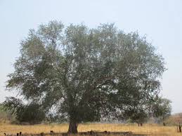 Image result for Faidherbia