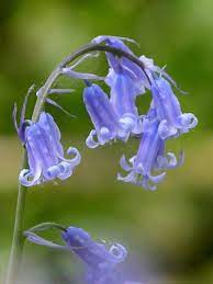 Pin On Blue Purple Flowers