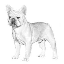 Contrary to popular belief (and its name), french bulldogs actually come from england, not france. French Bulldog Dog Breed Information