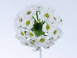 Image result for Allophylus whitei