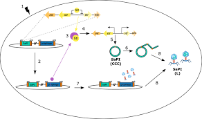 His father, helmut hirschler was a hairdresser. Mobilisation Mechanism Of Pathogenicity Islands By Endogenous Phages In Staphylococcus Aureus Clinical Strains Scientific Reports X Mol