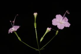 Image result for Commicarpus