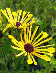Rudbeckia henry eilers, rudbeckia little henry, sweet coneflower, monches farm, wisconsin discovered in a wild population in illinois by nurseryman henry eilers. Rudbeckia Subtomentosa Henry Eilers