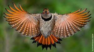 Northern flicker's fascinating color differences explained. An Invasive Berry Is Turning Birds Feathers Red