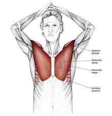 Above The Head Chest Stretch Common Shoulder Stretching Exercises Frozenshoulder Com Shoulder Stretching Exercises Frozen Shoulder Exercises Yoga Muscles