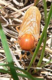 Image result for Rinorea ferruginea