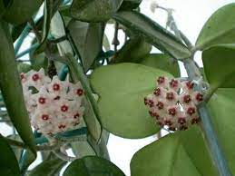 Pin On Succulents