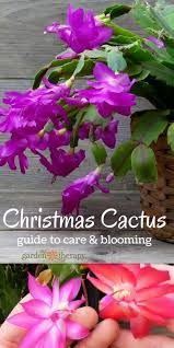 Diy network showcases how to get a holiday cactus to bloom, including tips for thanksgiving cactus and christmas cactus. How To Get A Christmas Cactus To Bloom Watering Propagating More Christmas Cactus Plant Christmas Cactus Plants