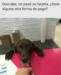 601 Me Gusta 3 Comentarios Mister Firulais Mister Firulais Ok En Instagram Asi Quien No Acepta Perros Pe Perros Frases Perros Mascotas