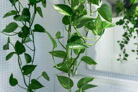 Most people keep devil's ivy because of its bright foliage and long dangling stems. Golden Pothos Soonafternoon