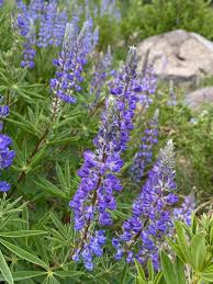 Image result for Lupinus mexicanus