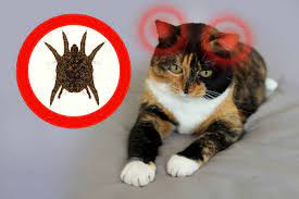 How To Clean Cat Ears 14 Step By Step Guide