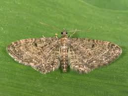 Image result for Eupithecia subfuscata