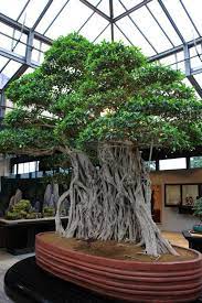 Worlds Oldest Bonsai Tree 1000yo Located In Italy Awesome Bonsai Tree Large Bonsai Tree Bonsai Plants