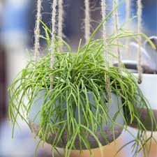 Rutenkaktus Garten Pflanzen Zimmerpflanzen Ideen Topfblumen