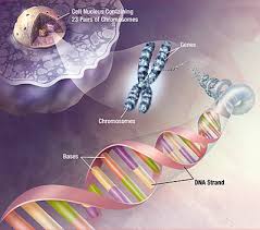Animal cells have a basic structure. Plant Life Dna In Plants