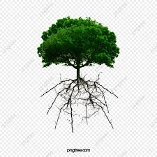 Maybe you would like to learn more about one of these? Tree Roots Tree Clipart Trees Root Png Transparent Clipart Image And Psd File For Free Download Tree Roots Tree Clipart Cartoon Trees
