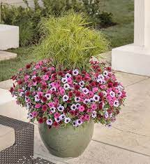 Gardensmart Article Image Large Plants Container Plants Ornamental Grasses