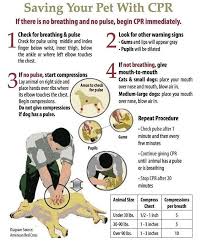 Dog Hot Spot 101 What Are They And How Should I Care For Them Pet Emergency First Aid For Dogs Pet Safety