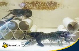 Benih lobster pada ternak lobster air tawar anda dapat mengalami kematian karena beberapa faktor. Peluang Usaha Dan Tips Penting Budidaya Lobster Air Tawar Bukukas