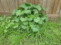 Image result for Malva parviflora