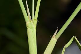 Image result for Oryza longistaminata