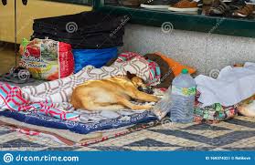 The combined weight of the carrier and your pet can't exceed 20 lbs. Sem Teto E Cachorro Grande Dormem La Fora Foto Editorial Imagem De Necessidade Desempregado 169374321