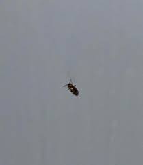 Around the bed, they can be found near the piping, seams and tags of the mattress and box spring, and in cracks on the bed frame and headboard. Is This A Bed Bug Very Tiny Size Of An Ant Or Smaller No Blood When Squished Crawling On Wall In Office Away From Any Bedrooms Bedbugs