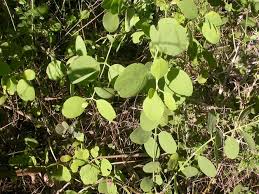 Image result for Salvadora