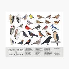 Adults have rufous sides, a white belly and a long dark tail with white edges. Massachusetts Backyard Birds Of Massachusetts Field Guide Print Bird Art Print Birdsandfriends Co Metal Print By Birdsandfriends Redbubble