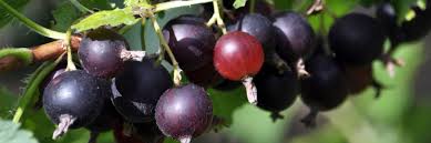 Image result for jostaberry