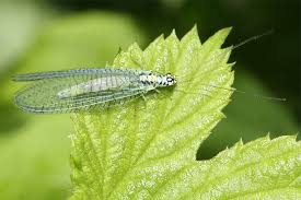 Es sollte alles vermieden werden, was die grüne fliege anzieht. Gemeine Florfliege Nabu