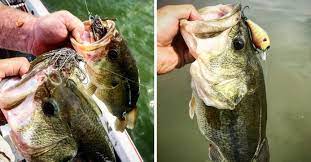 Fishing for bass in the rain is a great opportunity to enjoy a feeding frenzy. Bass Fishing After The Rain How To Target Post Frontal Bass