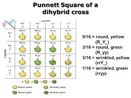 The important thing with dihybrid crosses is that they show that the. What About Two Traits Dihybrid Crosses Ppt Video Online Download